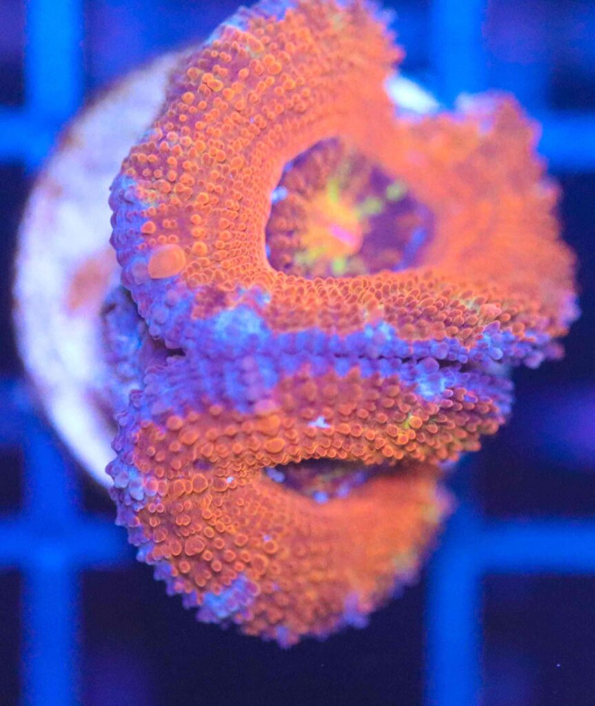 Frag Box Corals