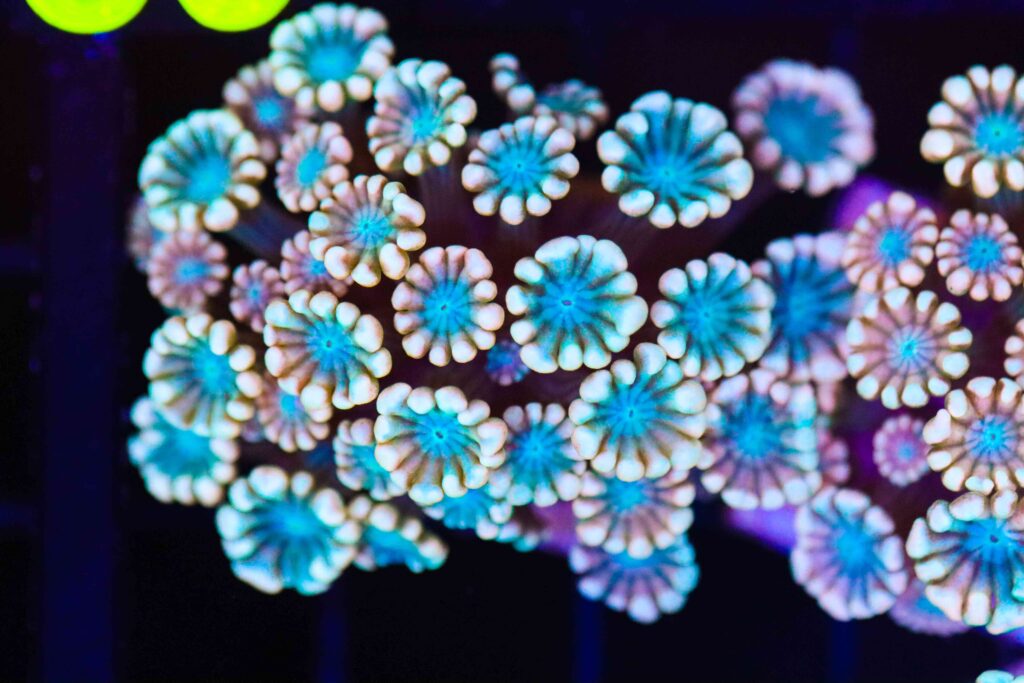 Frag Box Corals