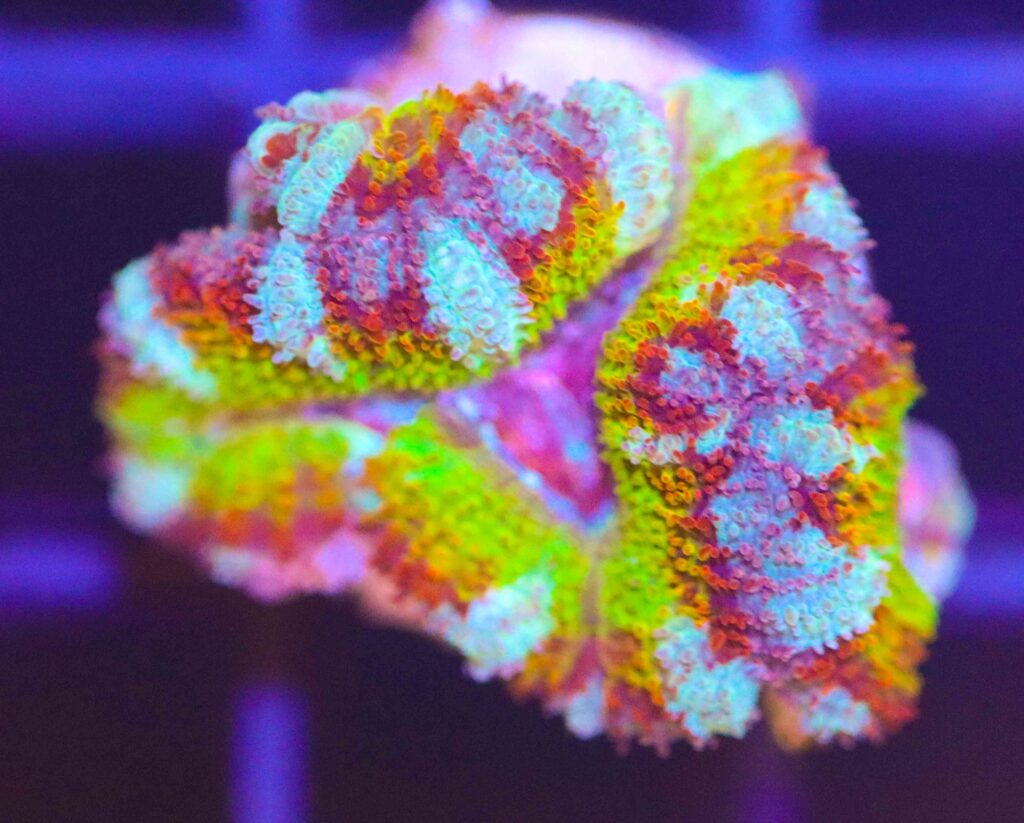 Frag Box Corals