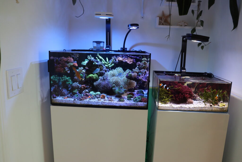 Frag Box Corals