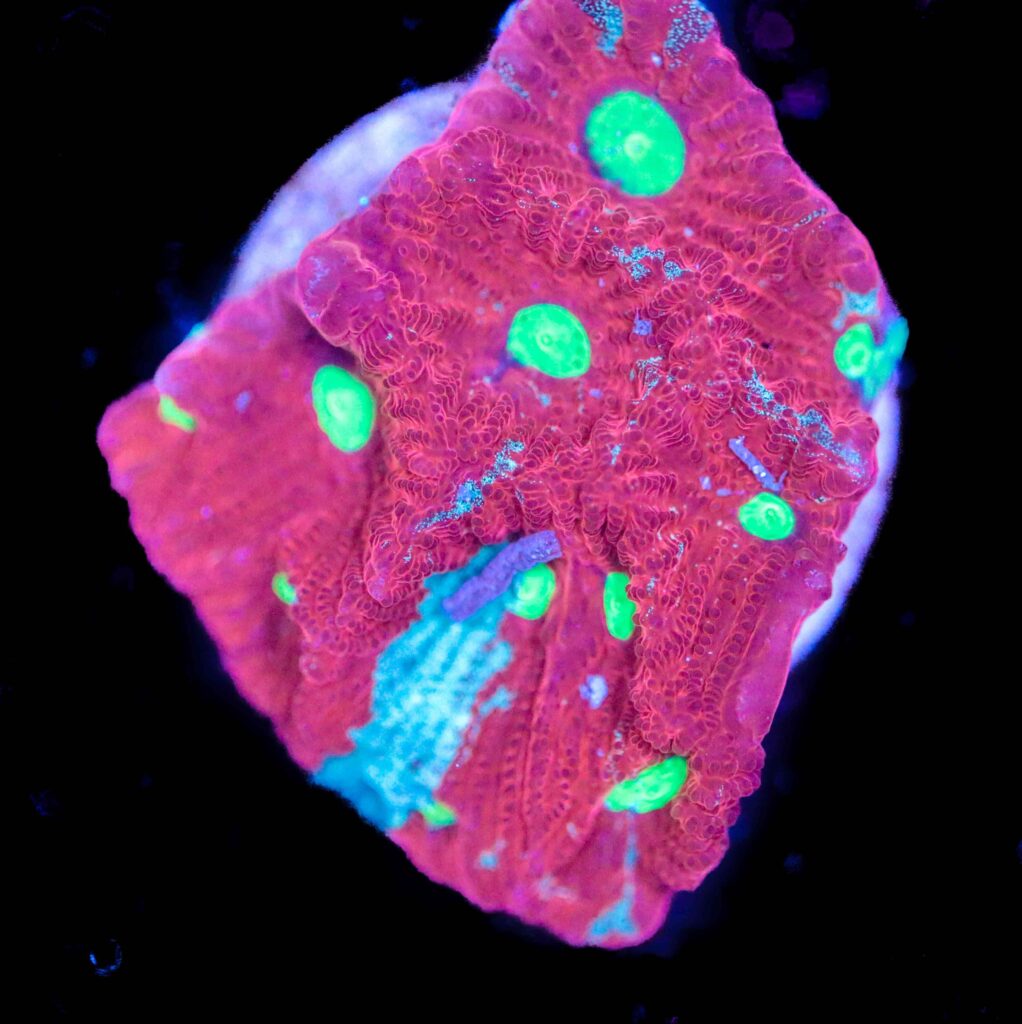 Frag Box Corals
