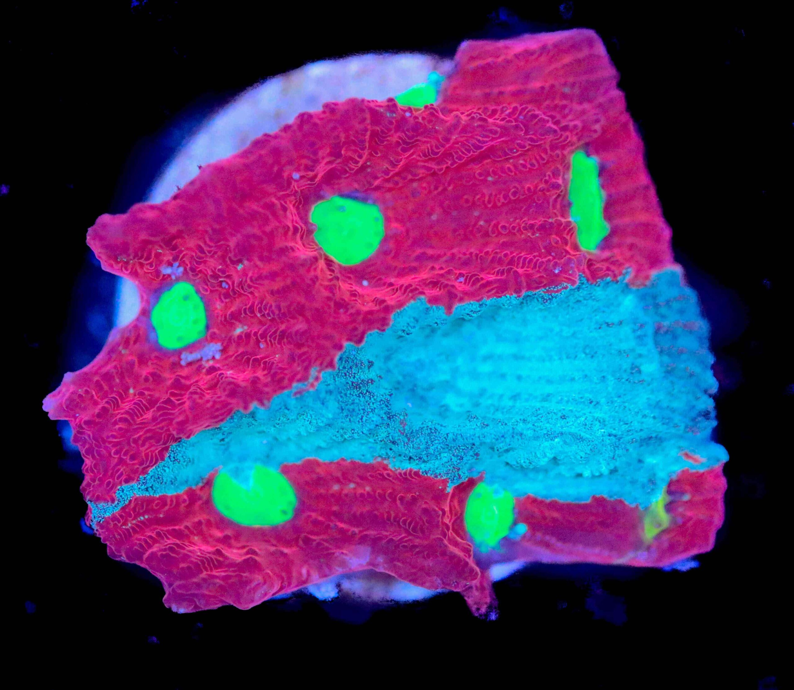 Bleeding Favia Frag (Row 20B)** Frag Box Corals