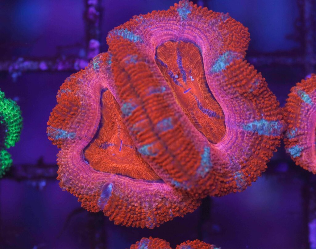 Frag Box Corals