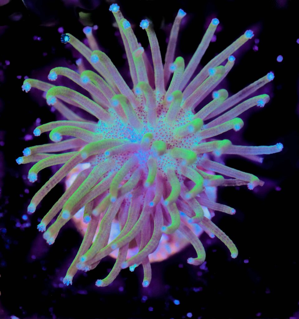 Frag Box Corals