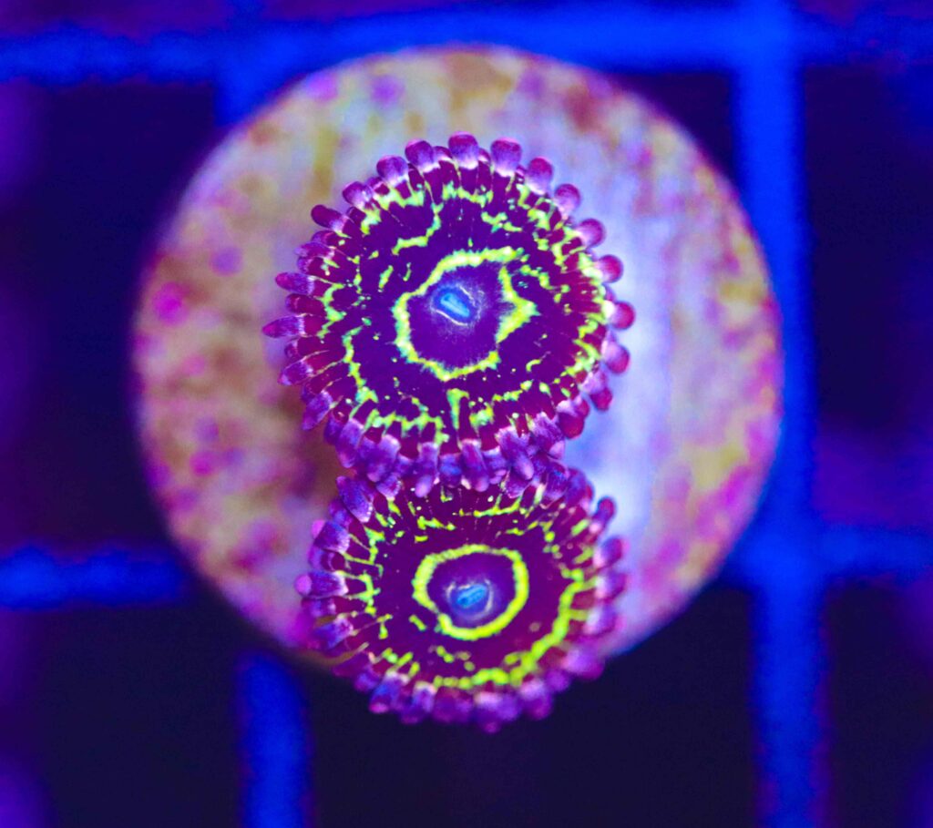 Frag Box Corals