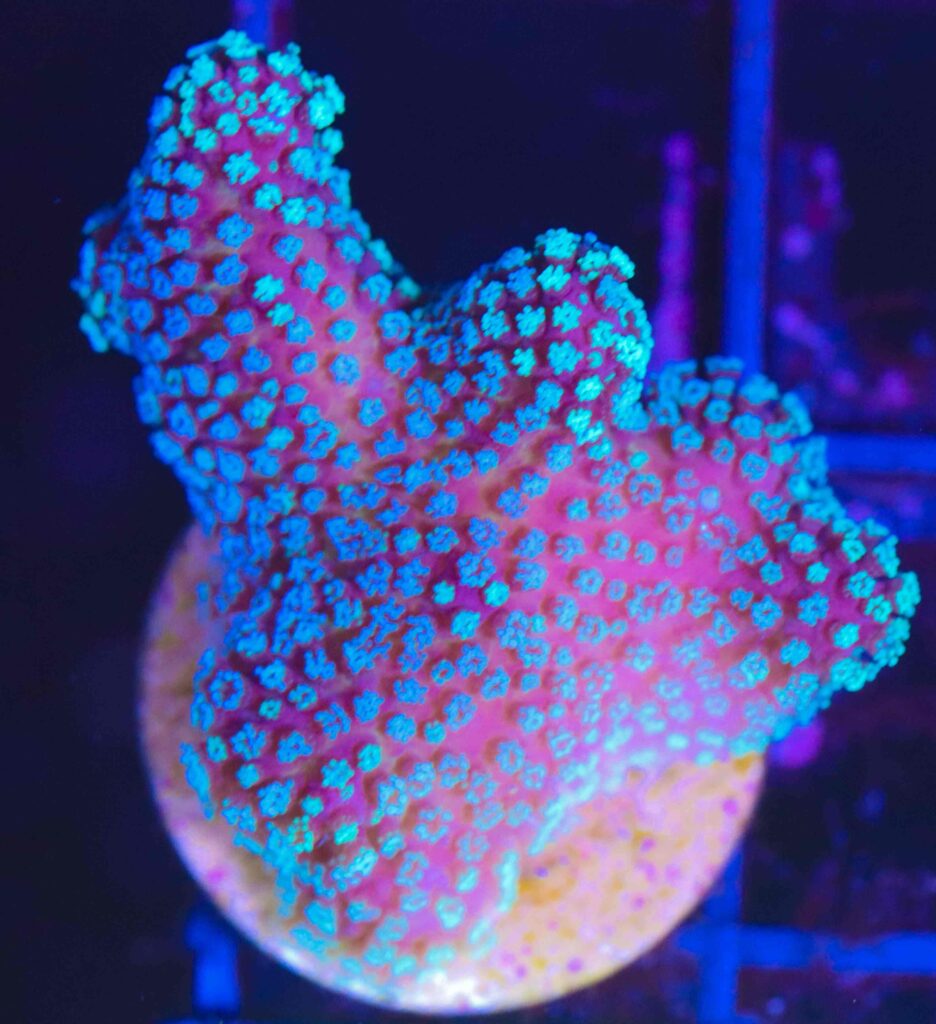 Frag Box Corals