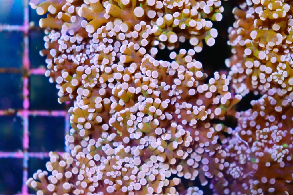 Frag Box Corals