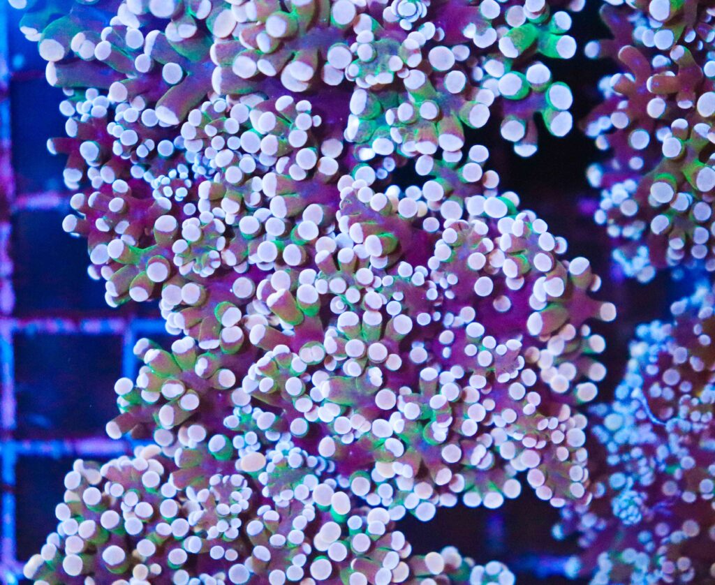 Frag Box Corals