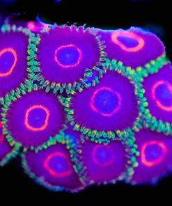 Rainbow Hornet Zoas