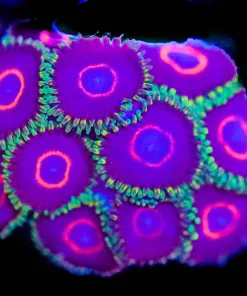 Rainbow Hornet Zoas