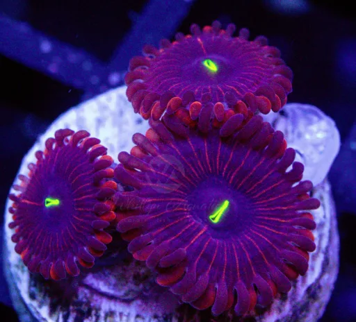 Frag Box Corals