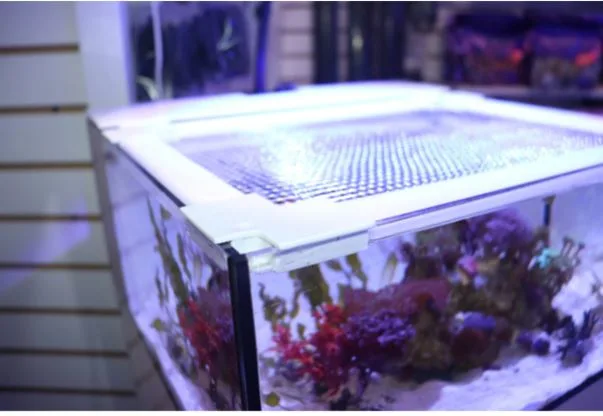 Frag Box Corals