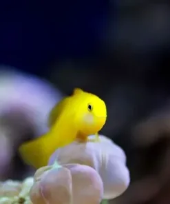 Yellow Clown Goby *3 in stock * $40