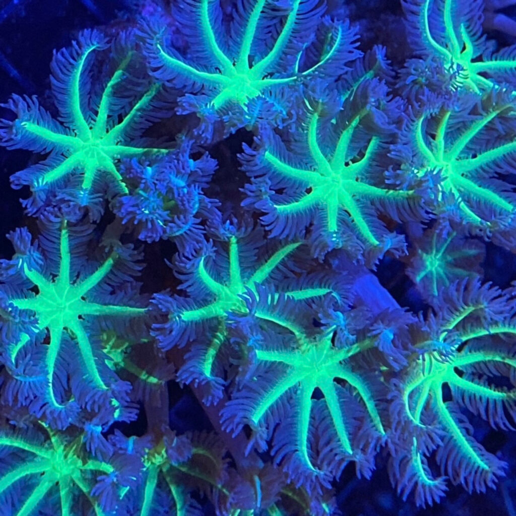 Frag Box Corals