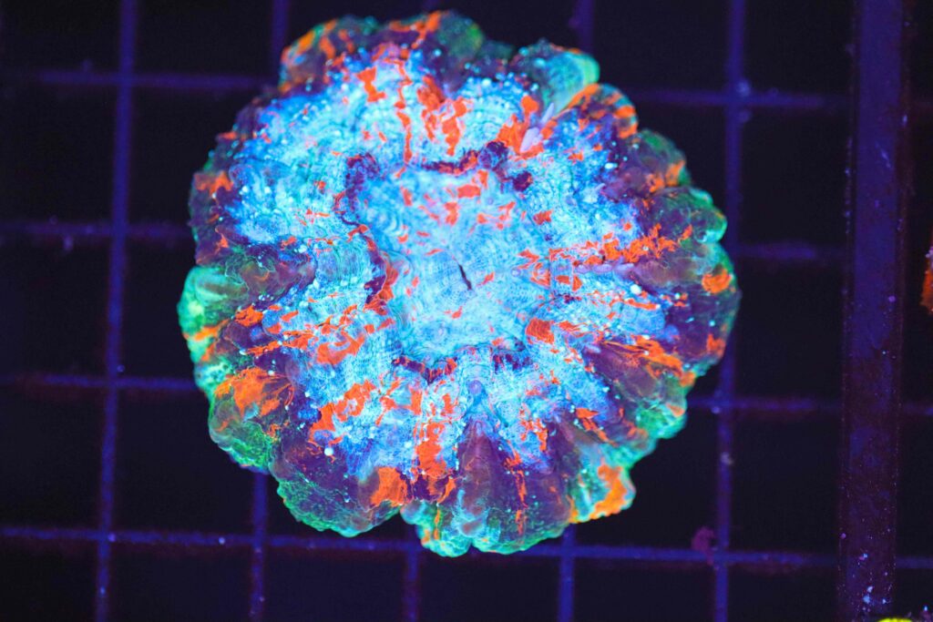 Frag Box Corals