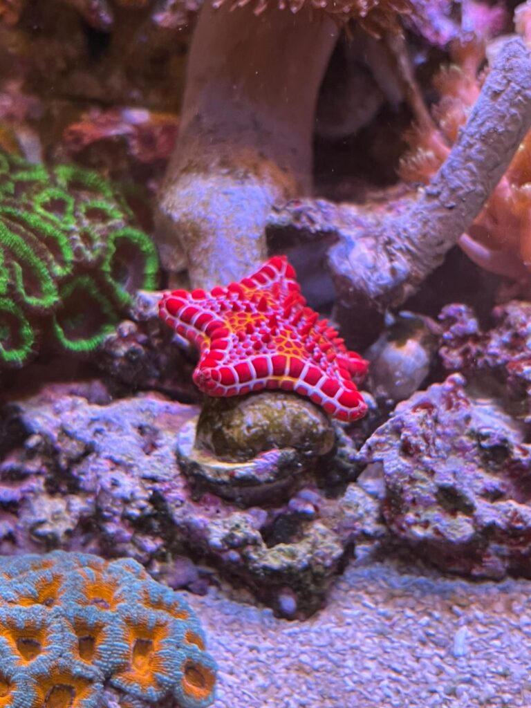Frag Box Corals