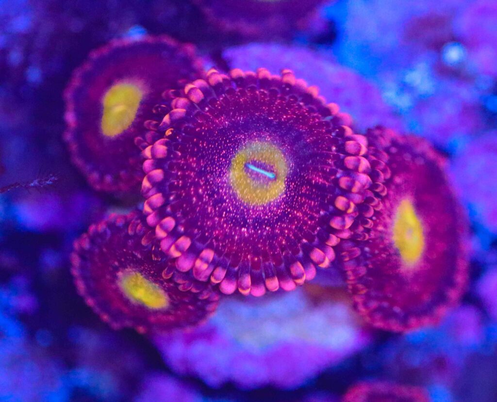 Frag Box Corals