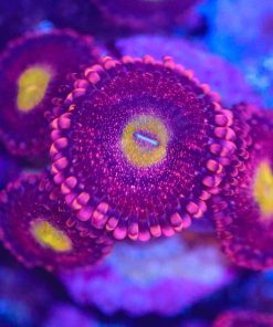 Playboy Bunny Zoanthid Frag (Row #13)