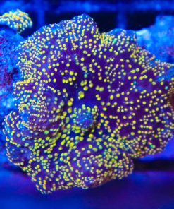 Interstellar Mushroom