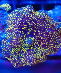 Interstellar Mushroom