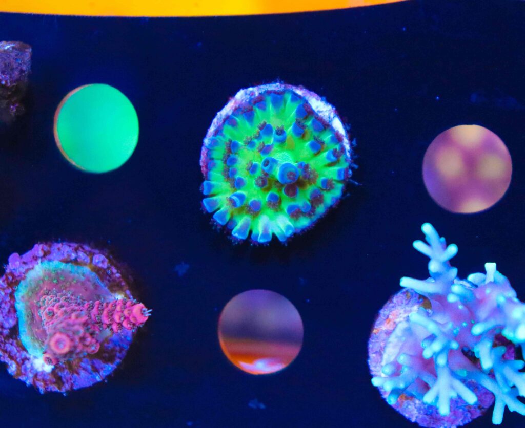 Frag Box Corals