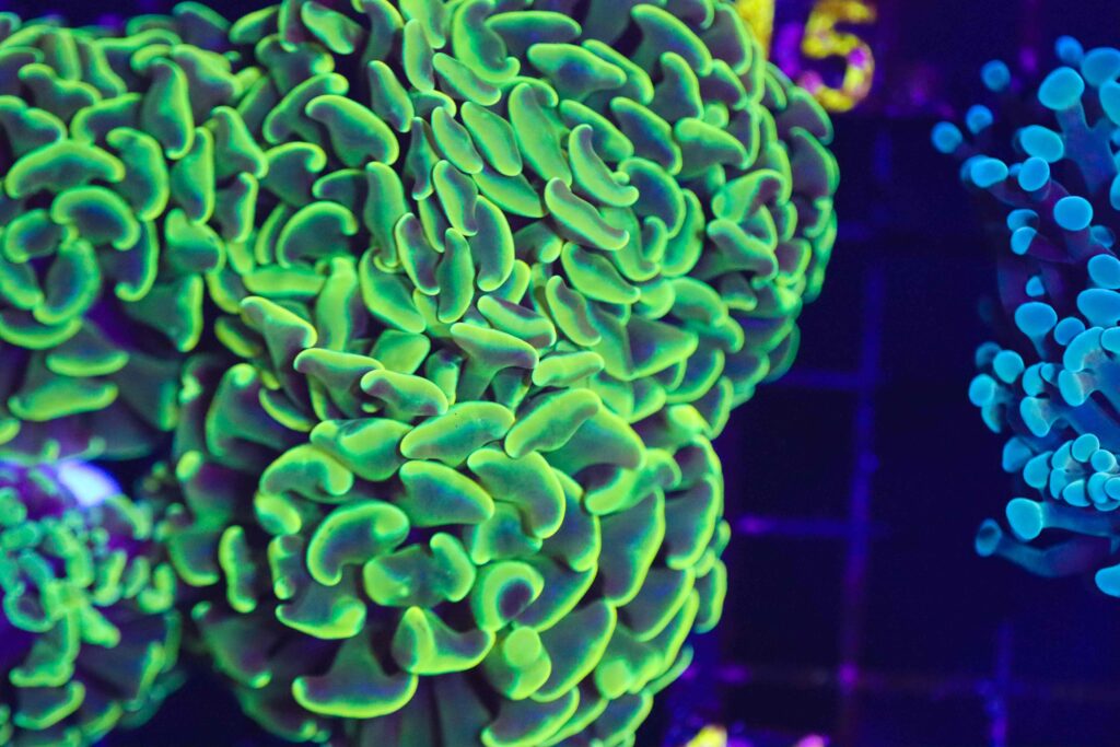 Frag Box Corals