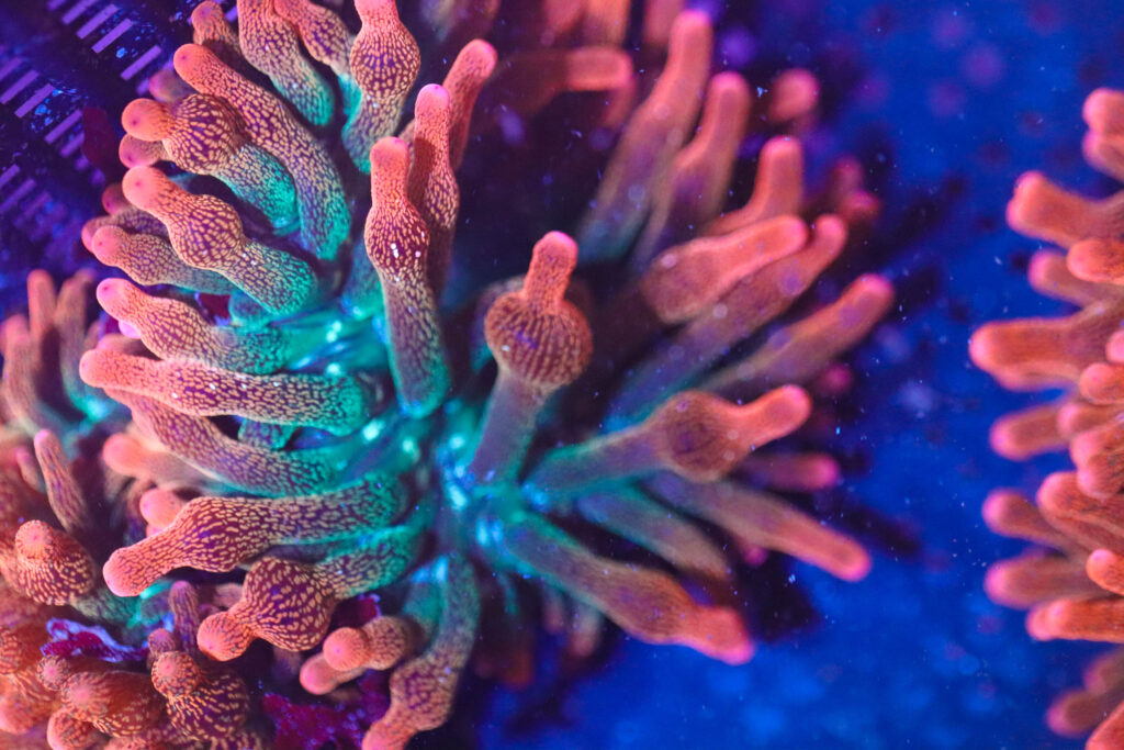 Frag Box Corals