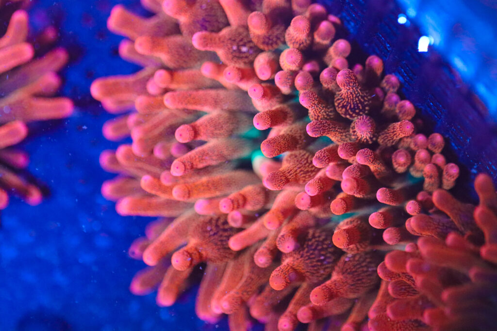 Frag Box Corals