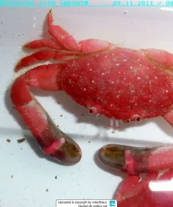 Strawberry Crabs (Neoliomera pubescens) RARE