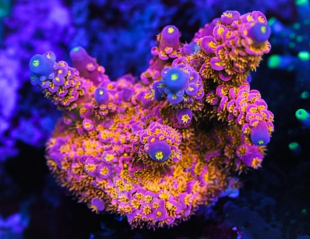 Frag Box Corals