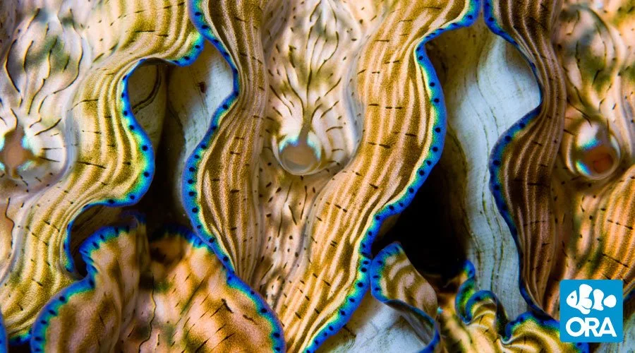 Frag Box Corals