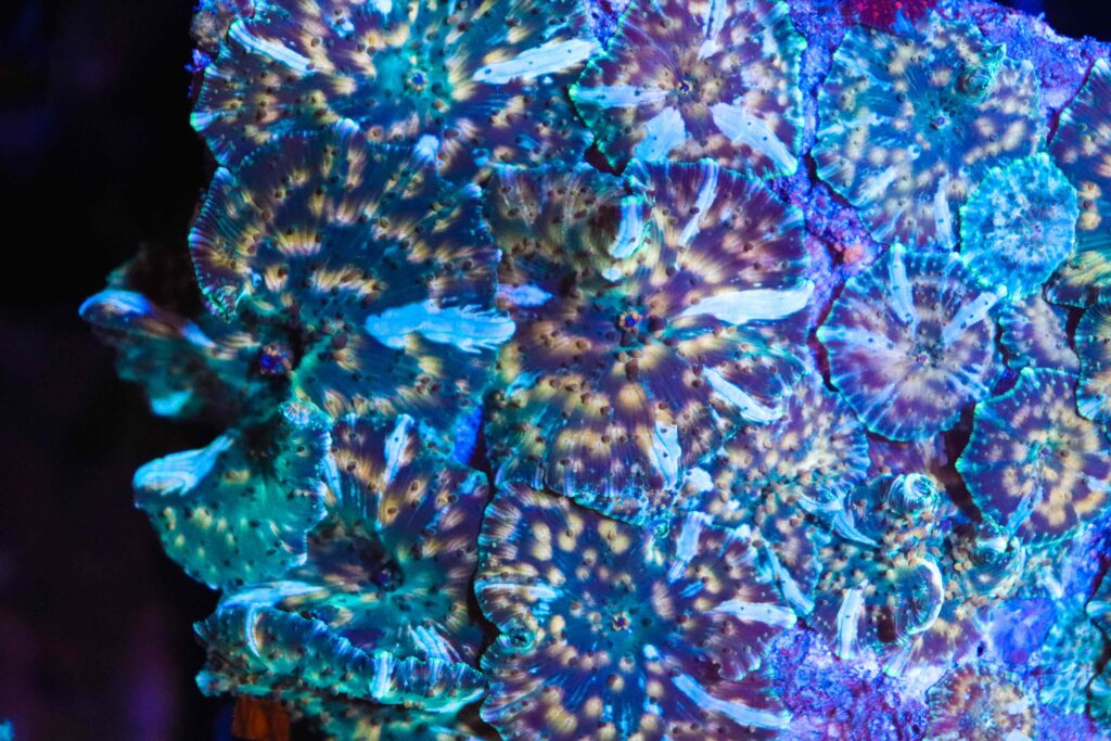 Frag Box Corals