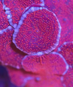 White Rim Red Mushroom Coral