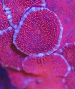 White Rim Red Mushroom Coral