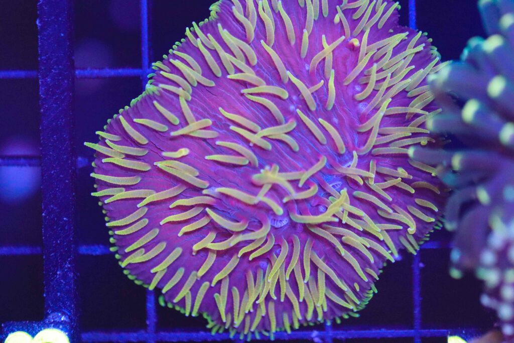 Frag Box Corals
