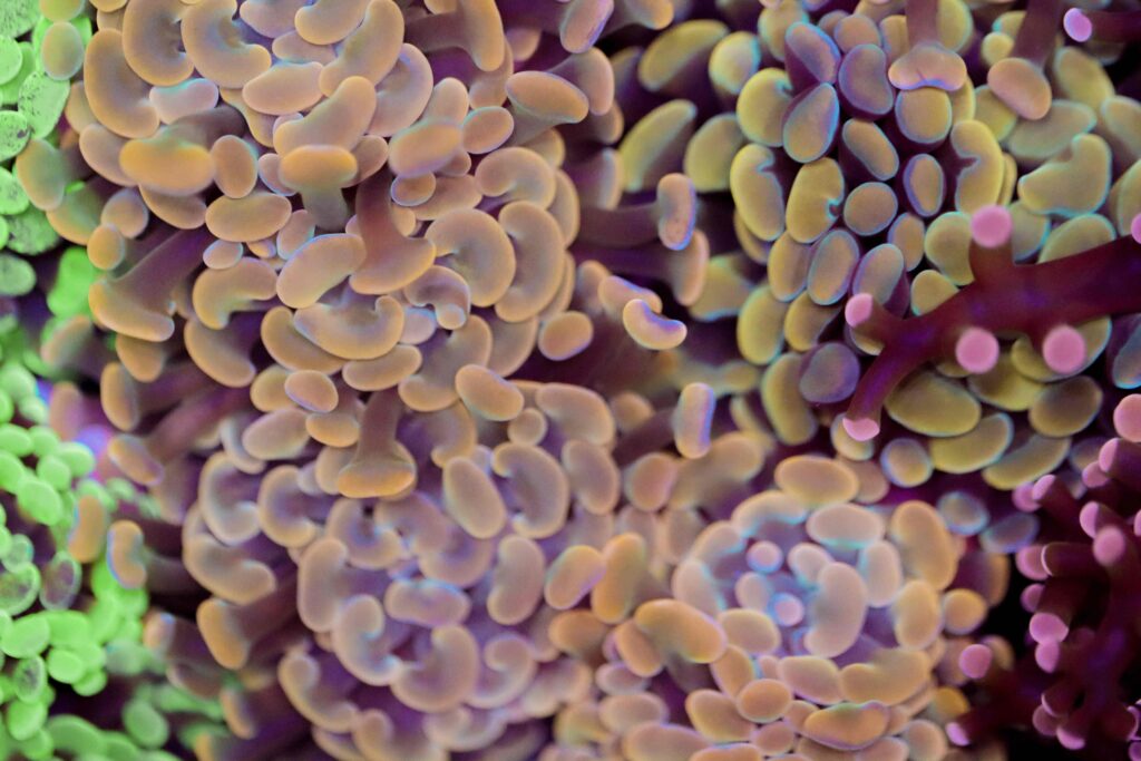 Frag Box Corals