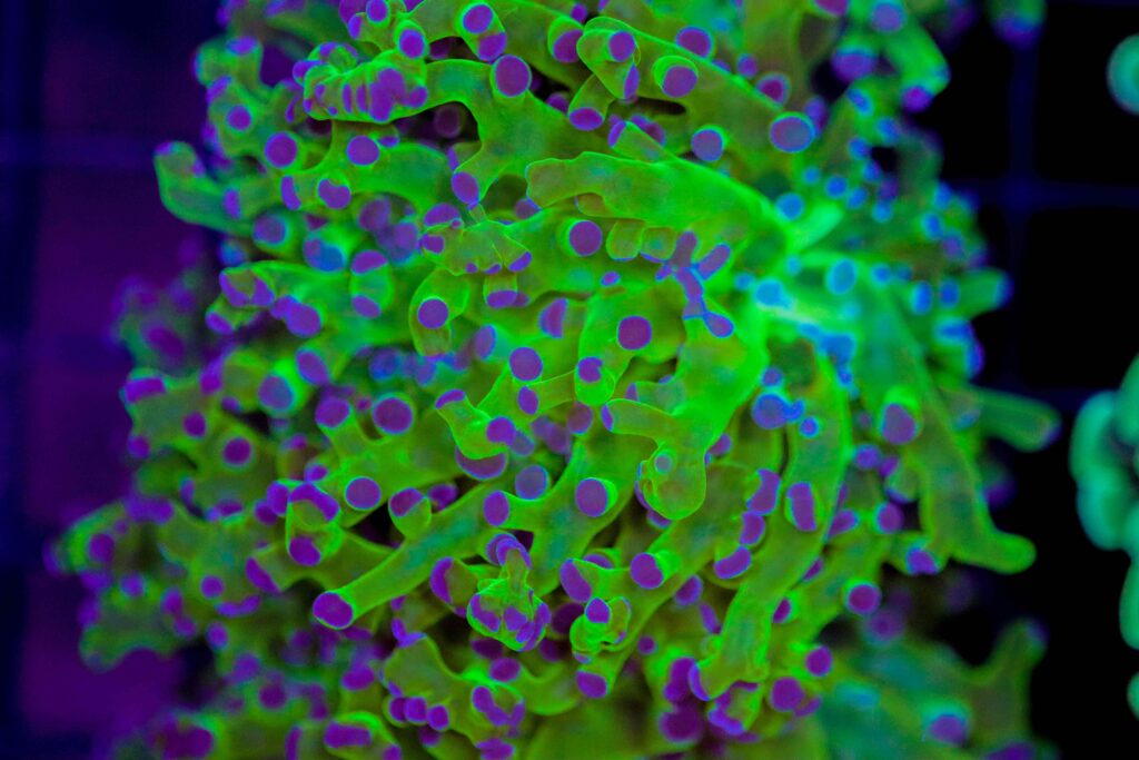 Frag Box Corals