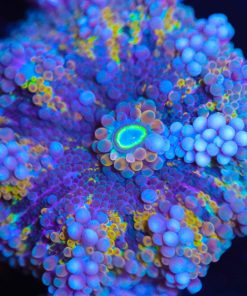 Purple Yuma Coral
