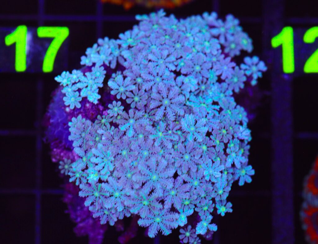 Frag Box Corals