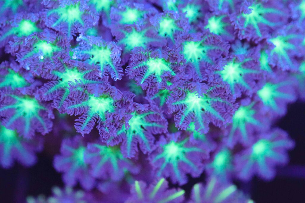 Frag Box Corals