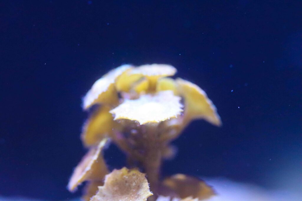 Frag Box Corals