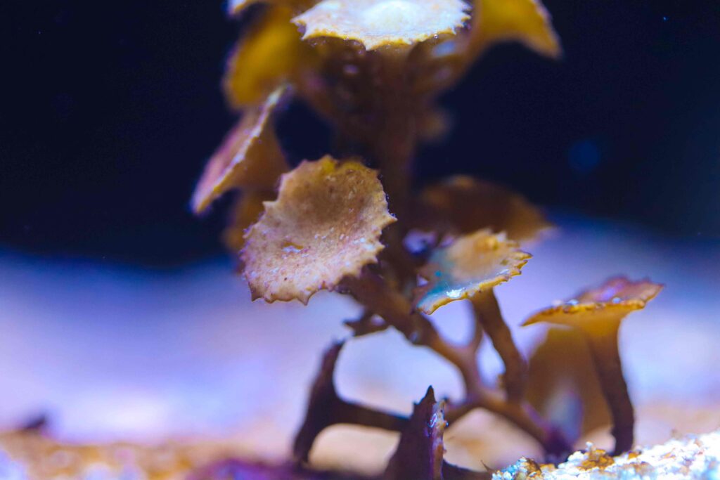 Frag Box Corals