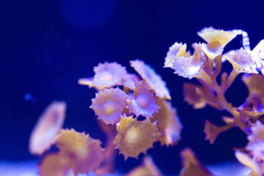 Frag Box Corals
