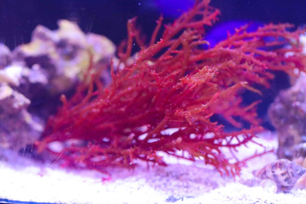 Frag Box Corals