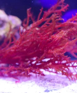 Red Mexicana Macro Algae RARE *NEW!*