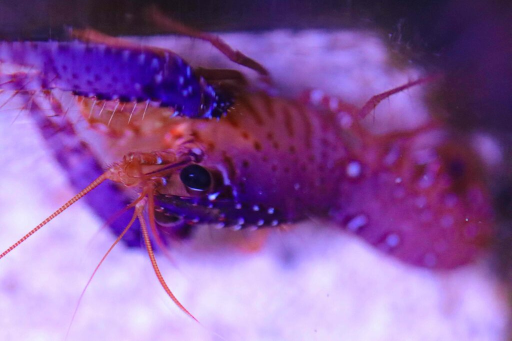 Frag Box Corals