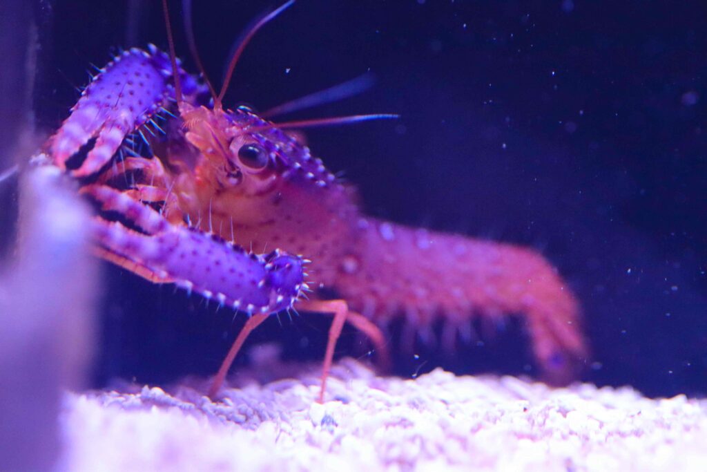 Frag Box Corals