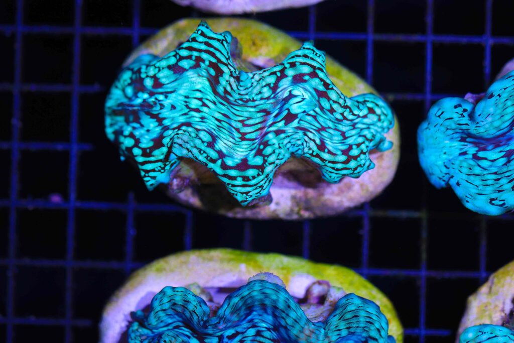 Frag Box Corals