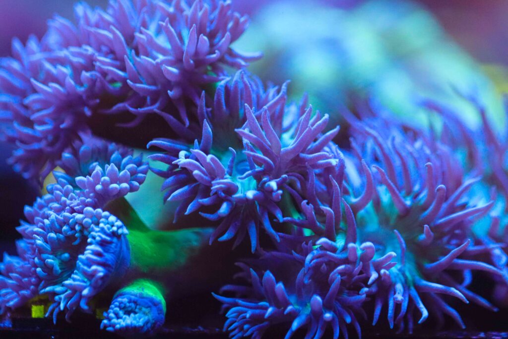 Frag Box Corals