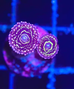 Wysiwyg 2x Stratosphere Zoas